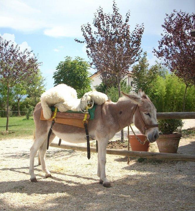 Locanda Dell'Asino D'Oro Villa Sulmona Ngoại thất bức ảnh